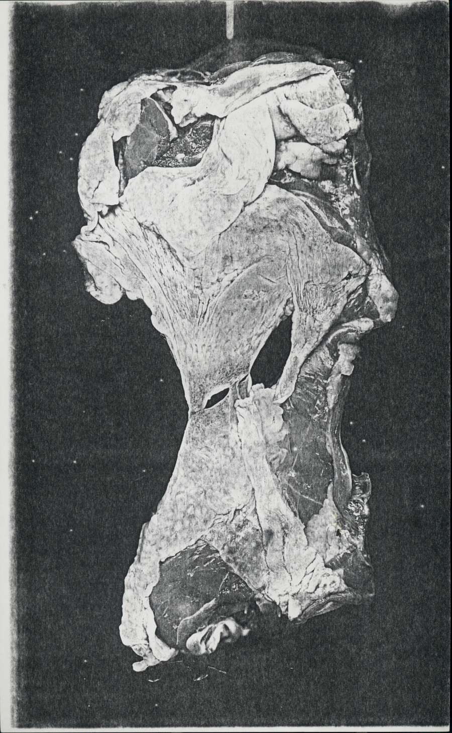 Pati Hill, Untitled (meat), c. 1977–79, Xerograph, 35.5 × 21 cm