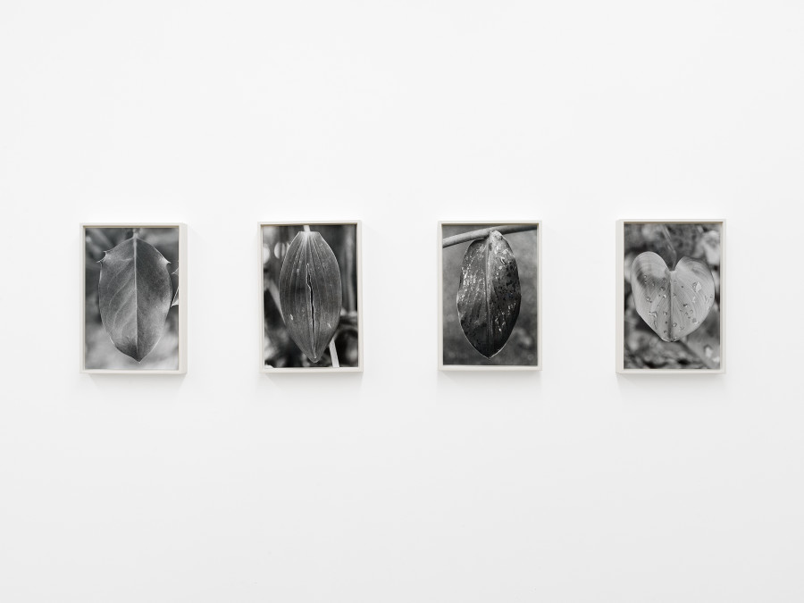 Anouk Tschanz, Blatt, 2020 | Blatt, 2019 | Blatt, 2019 | Blatt, 2021, Silver Gelatine Print on Baryta Paper, Edition of 3 + AP / Photo: CE / Courtesy: the Artist and Kirchgasse Gallery