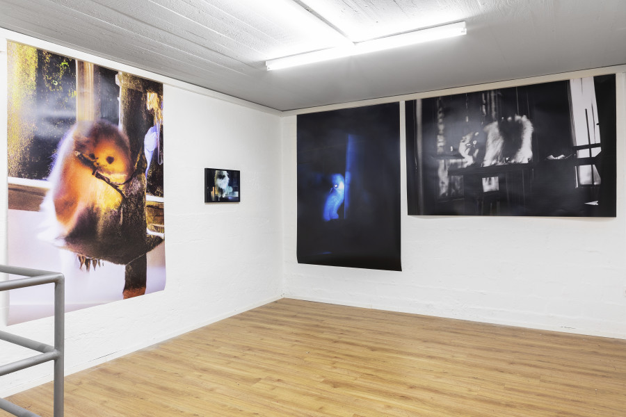 Installation view, Rob Kulisek, Nine Lives of Hermann Nitsch, Plymouth rock, 2023-2024.