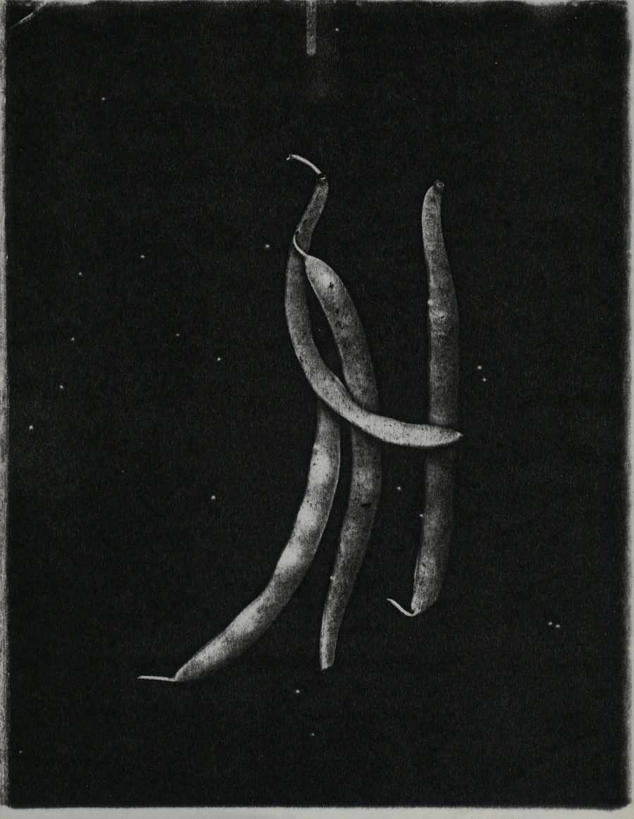 Pati Hill, Untitled (beans), c. 1975–79, Xerograph, 28 × 21.5 cm