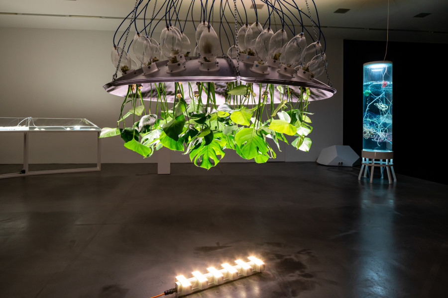 Mary Maggic. Plants of the Future, 2013/2020, Commissioned by Migros Museum für Gegenwarts- kunst and YARAT Contemporary Art Space. Courtesy the artist, Foto: Lorenzo Pusterla