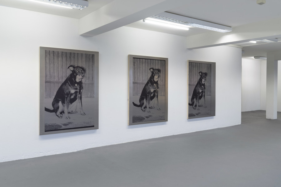 Kelly Tissot - Polka, Installation view at suns.works, 2021-2022. Courtesy the artist and suns.works. Photography: Claude Barrault