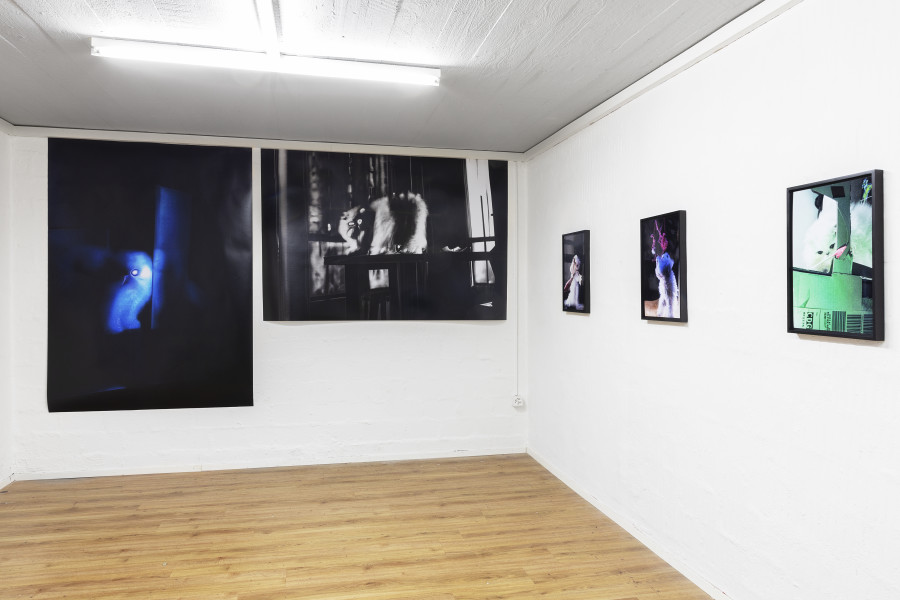 Installation view, Rob Kulisek, Nine Lives of Hermann Nitsch, Plymouth rock, 2023-2024.