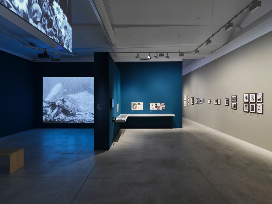 Installation view Jean Painlevé – Feet in the Water, Fotomuseum Winterthur © Fotomuseum Winterthur / Conradin Frei