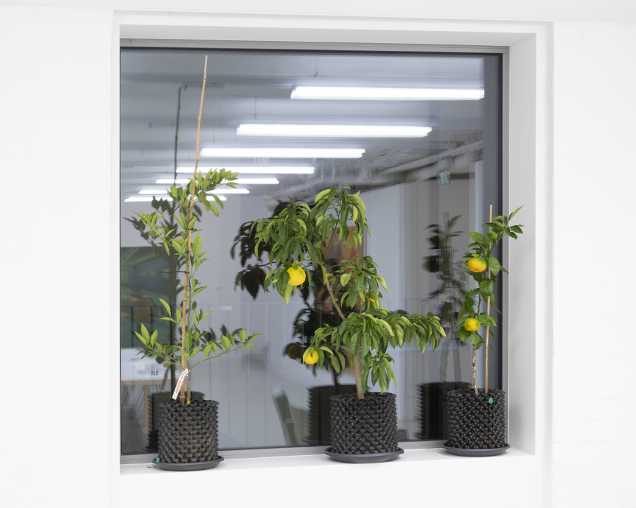 Julien Berberat, Merci le CAN de prendre soin des agrumes durant l’hiver 2025. Amicalement, Julien Berberat, 2025