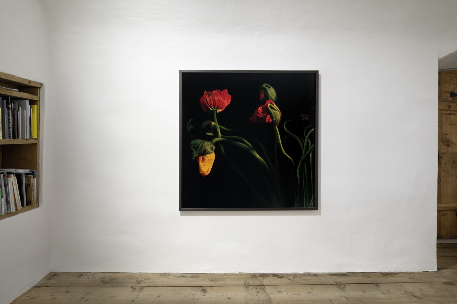 Balthasar Burkhard, Balthasar Burkhard, Flowers (Mohn), 2009, c-print, wooden frame, 129 x 129 cm, 1 of 9. Photo: Ralph Feier, Courtesy of the artist and Galerie Tschudi