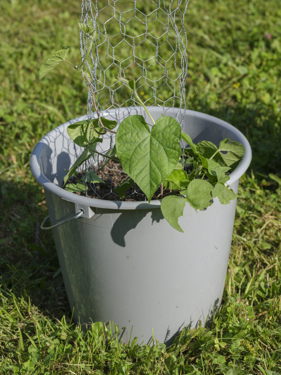 Detail of Margaret Raspé, Fünfundneunzig blau blühende Säulen, 1982 (2024). Buckets, compost, mesh, seeds, 10 m. diameter. Photo credit: Sebastian Verdon / Abbatiale Bellelay