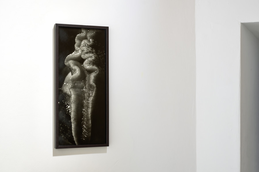 Balthasar Burkhard, Escargot, 1991, gelatin silver print on baryt paper, wood frame, 58 x 26 cm, 1 of 10. Photo: Ralph Feier, Courtesy of the artist and Galerie Tschudi