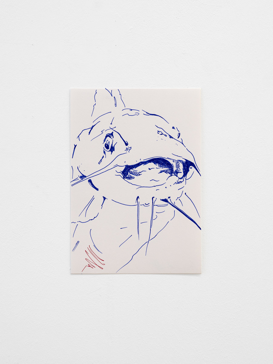 Anna Zacharoff, catfish, 21 × 14.8 cm, 2023; dogfish, 21 × 14.8 cm, 2023; Pencil on paper / Photo: Cedric Mussano / Courtesy: The artist and Kirchgasse Gallery, Steckborn